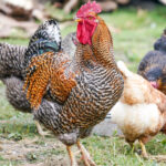 Poultry Show